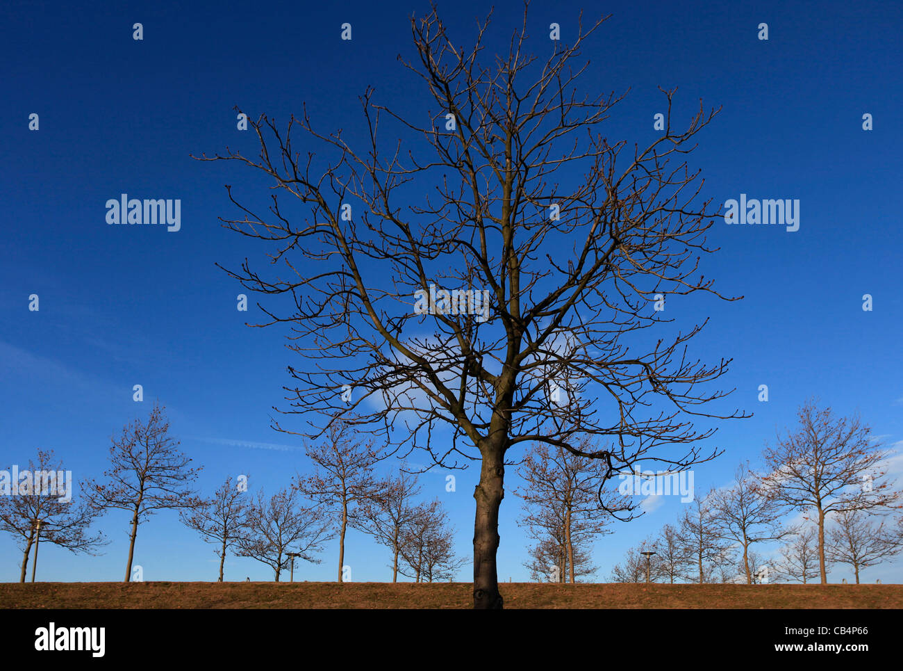 Leafless trees against blue sky during winter in Leipzig Germany Stock Photo