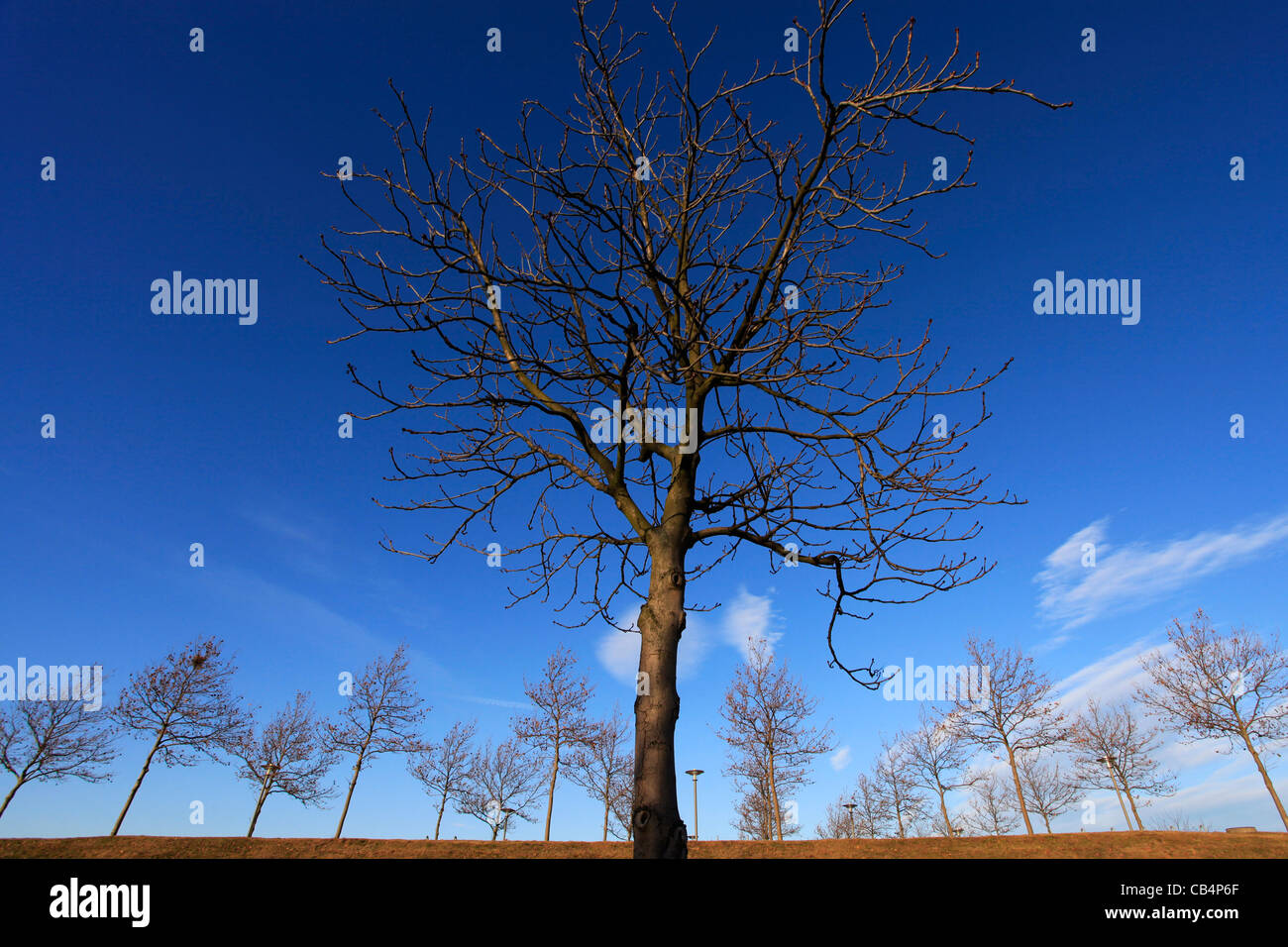 Leafless trees against blue sky during winter in Leipzig Germany Stock Photo