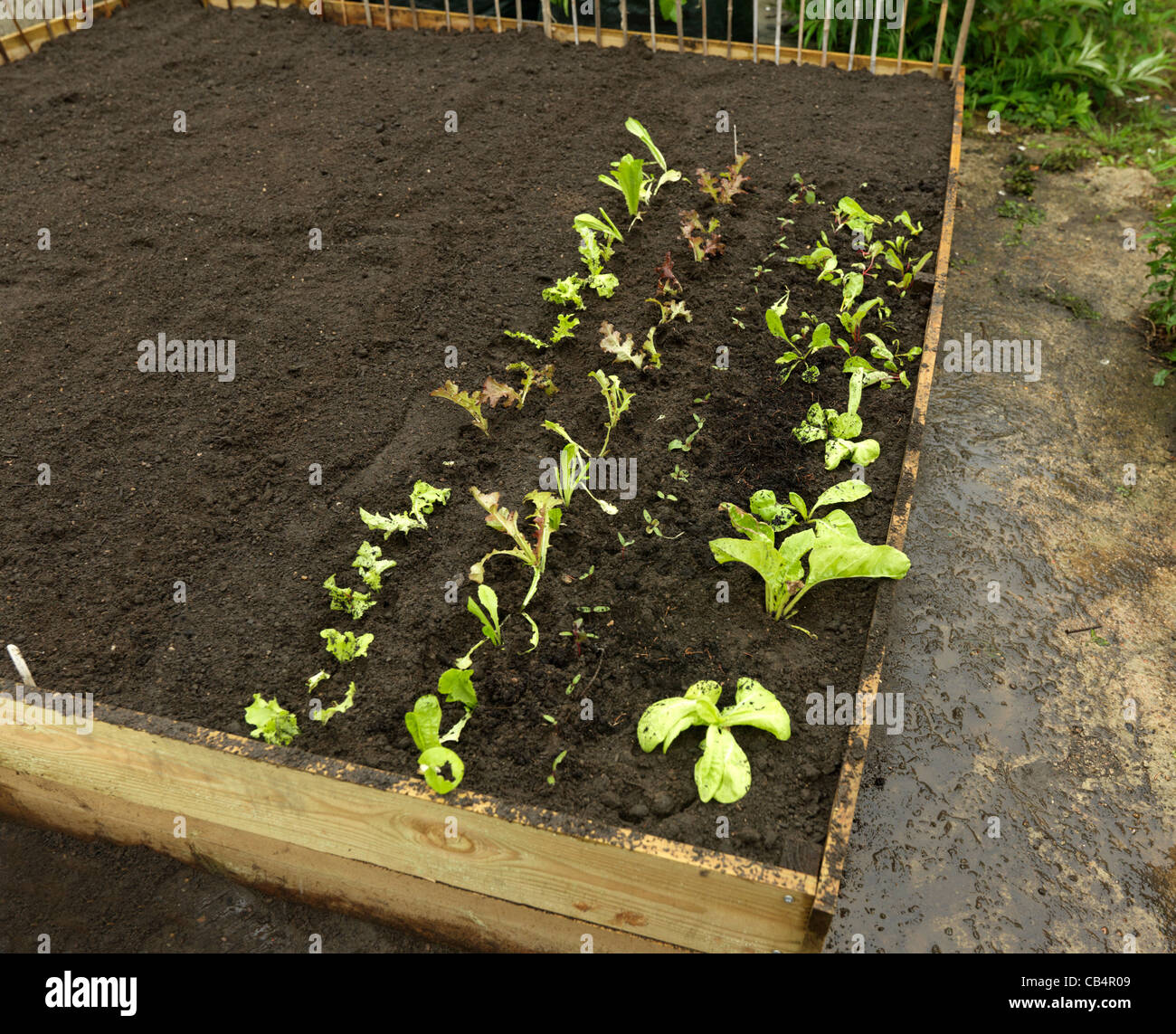 Lettuce And Spinach Growing In A Raised Bed Stock Photo Alamy