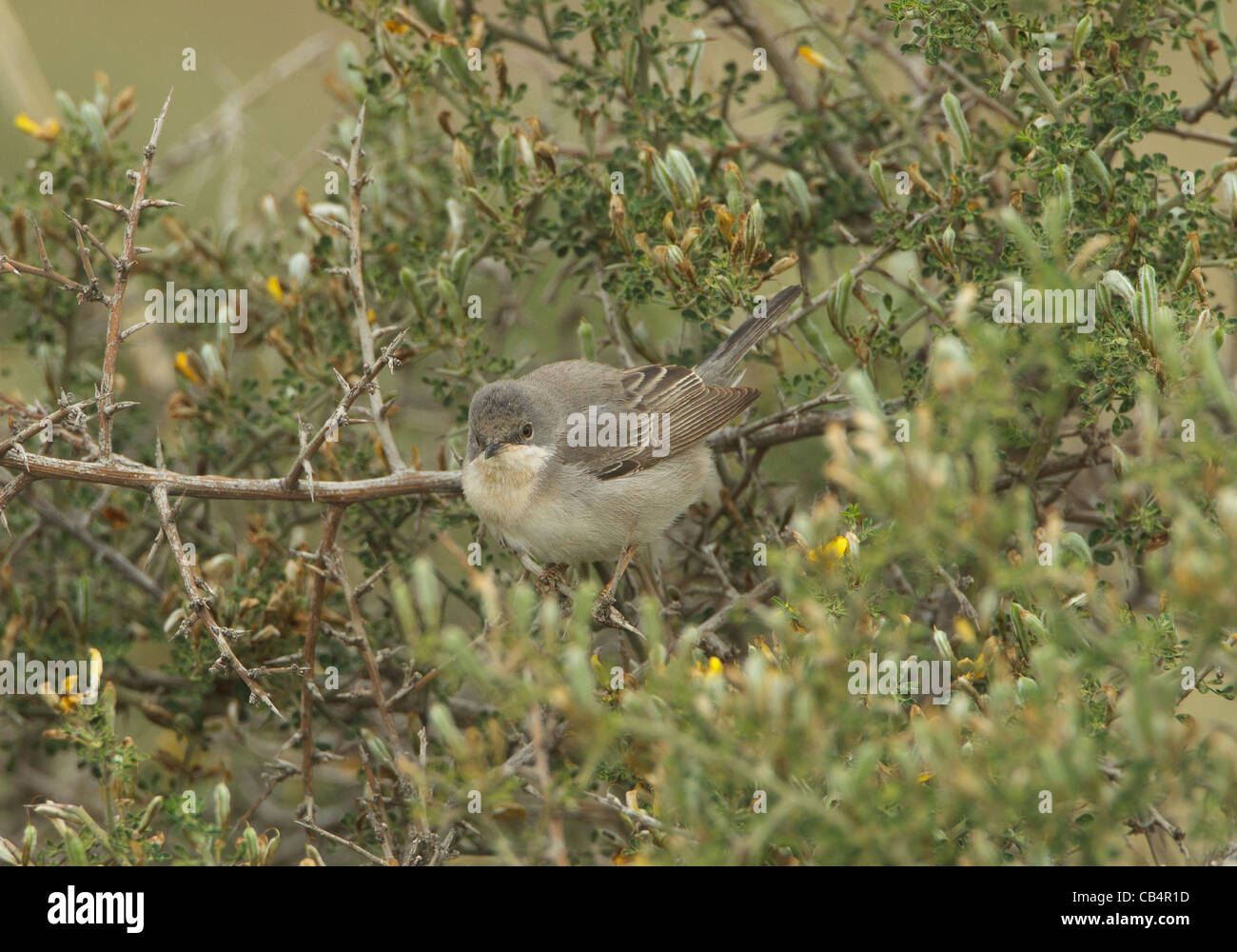 Ruppells Warbler Sylvia rueppelli female Cyprus April Stock Photo - Alamy