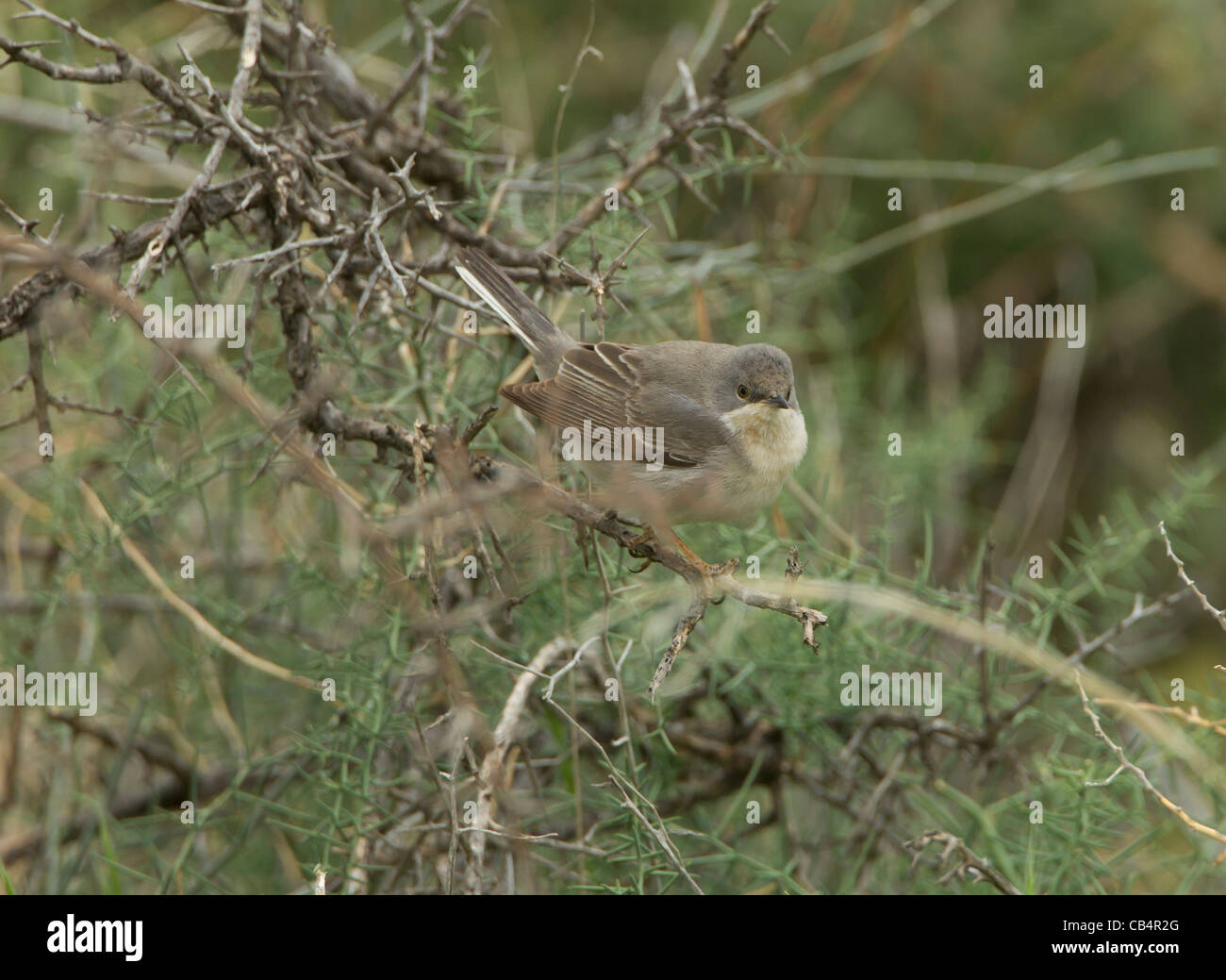 Ruppells Warbler Sylvia rueppelli female Cyprus April Stock Photo