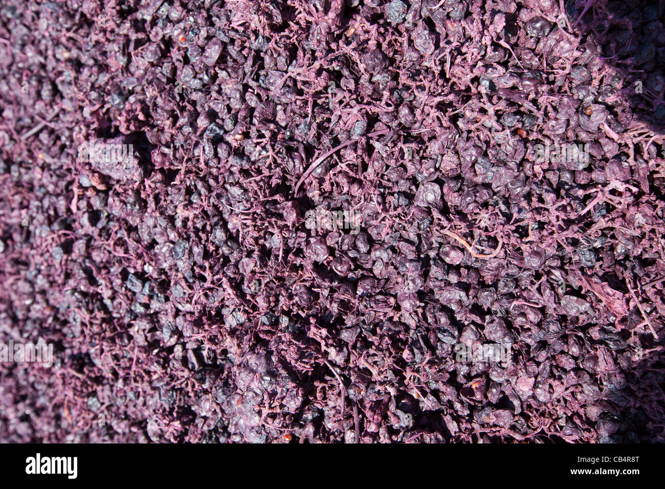 Rachis of crushed grapes (stems and grapes) for wine making , drying in the sun, in La Rioja