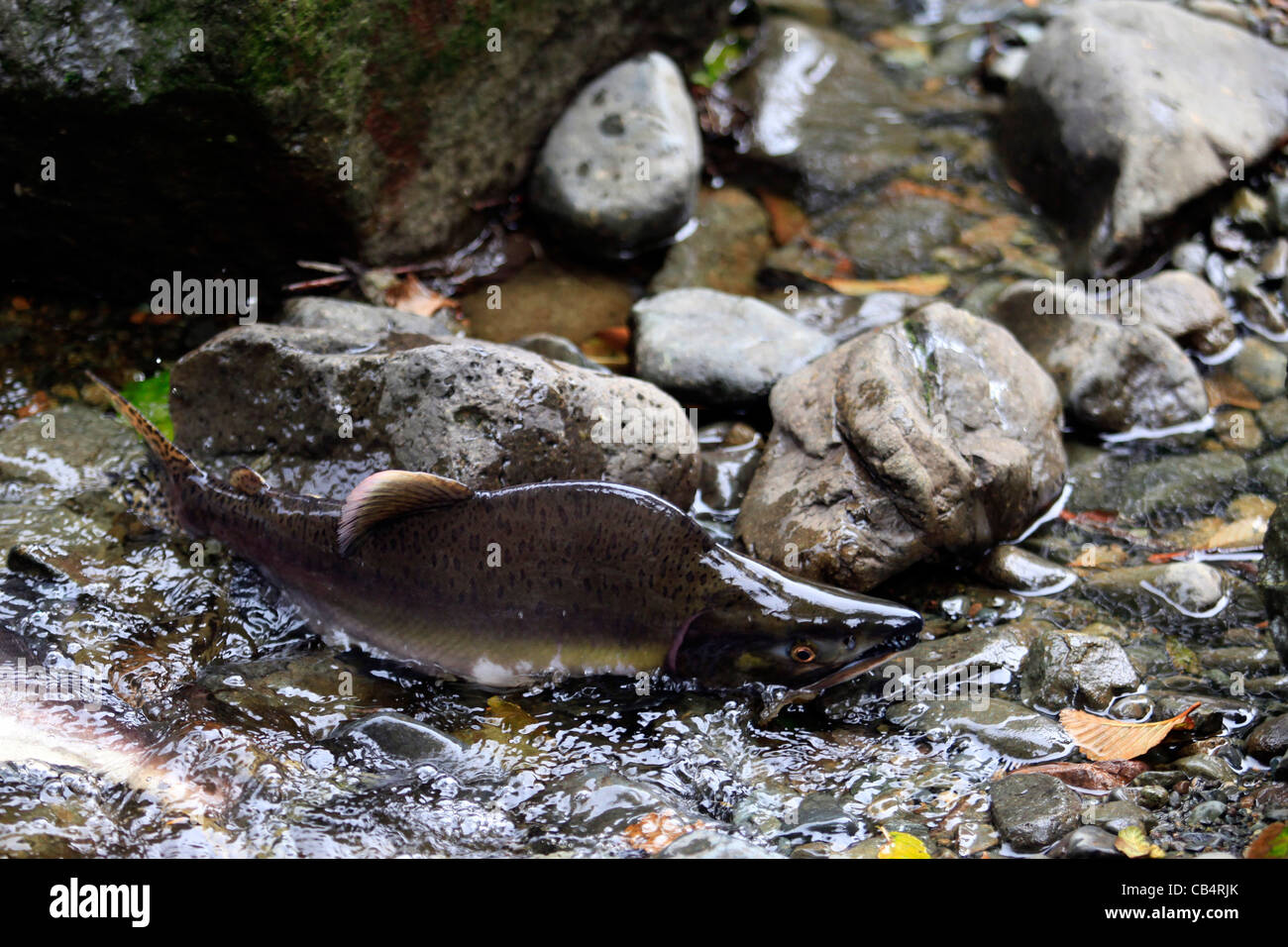 Salmon running dry Stock Photo - Alamy