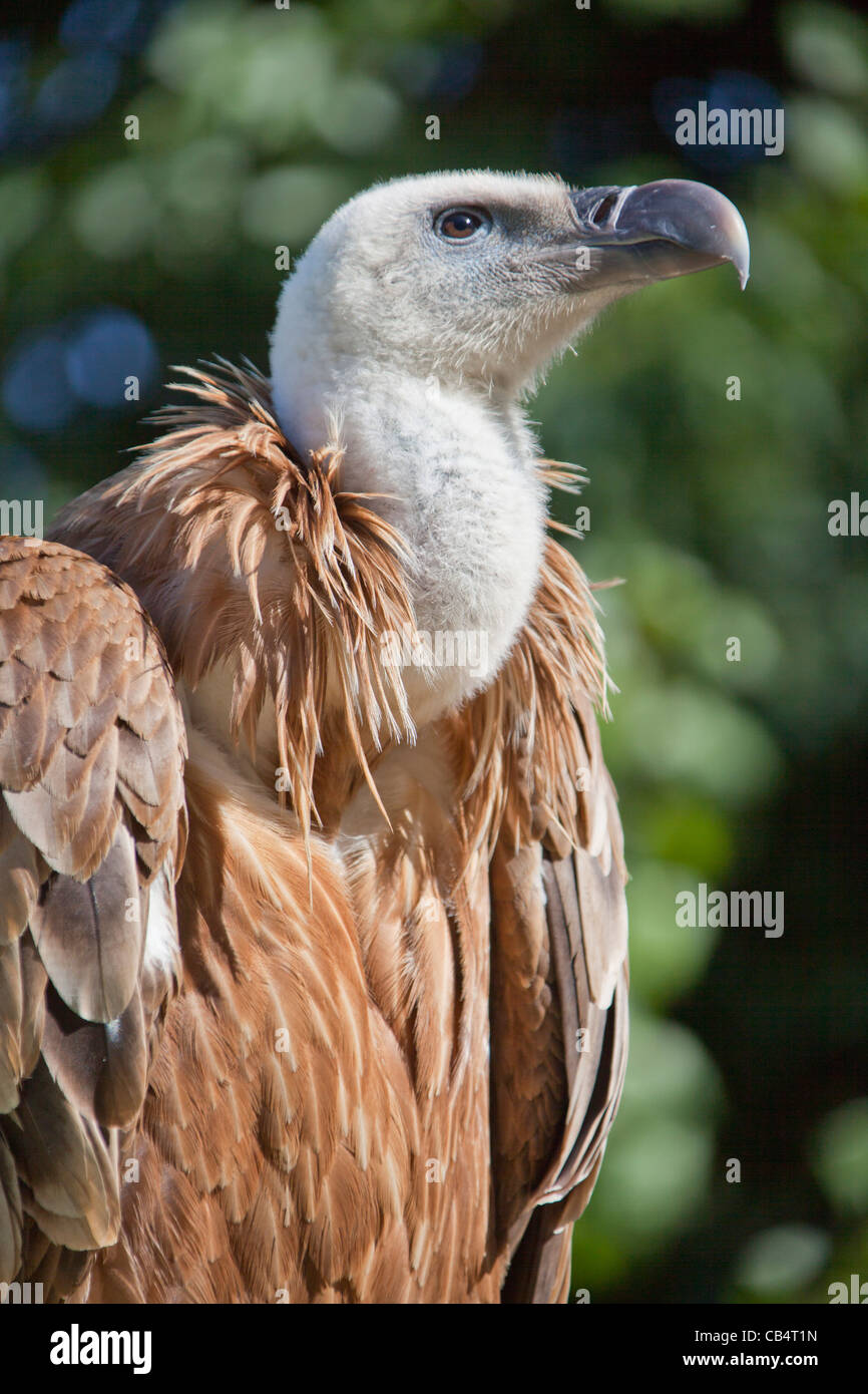 Griffon vulture or Eurasian Griffon (Gyps fulvus) Old world vulture ...