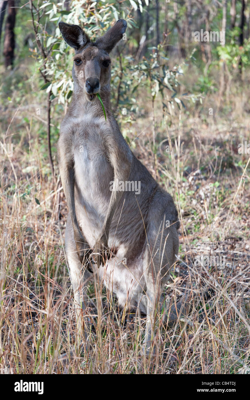 Herbivore herbivores hires stock photography and images Alamy