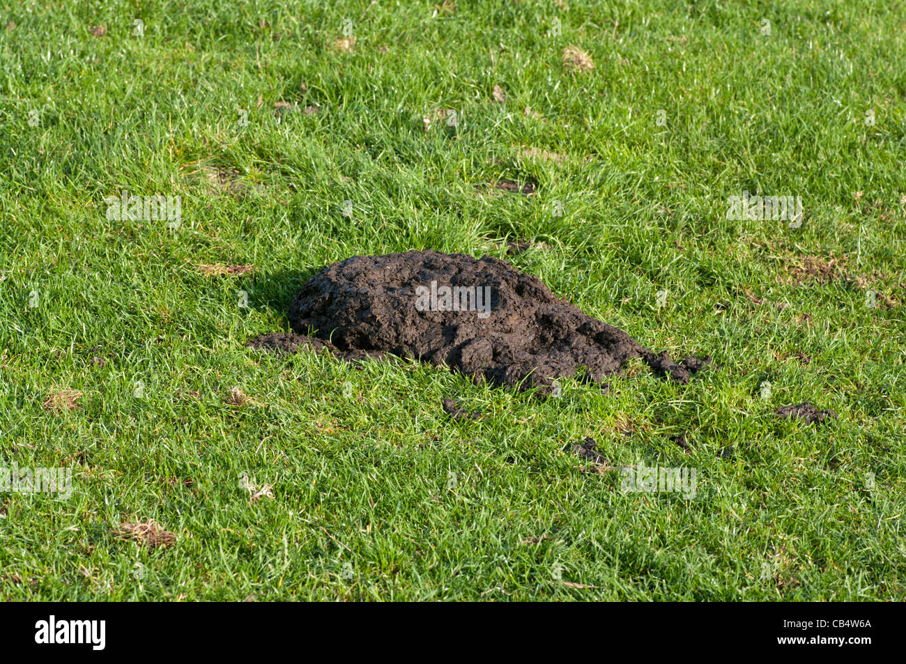 Pile Of Cow Manure On Grass Stock Photo 41289538 Alamy