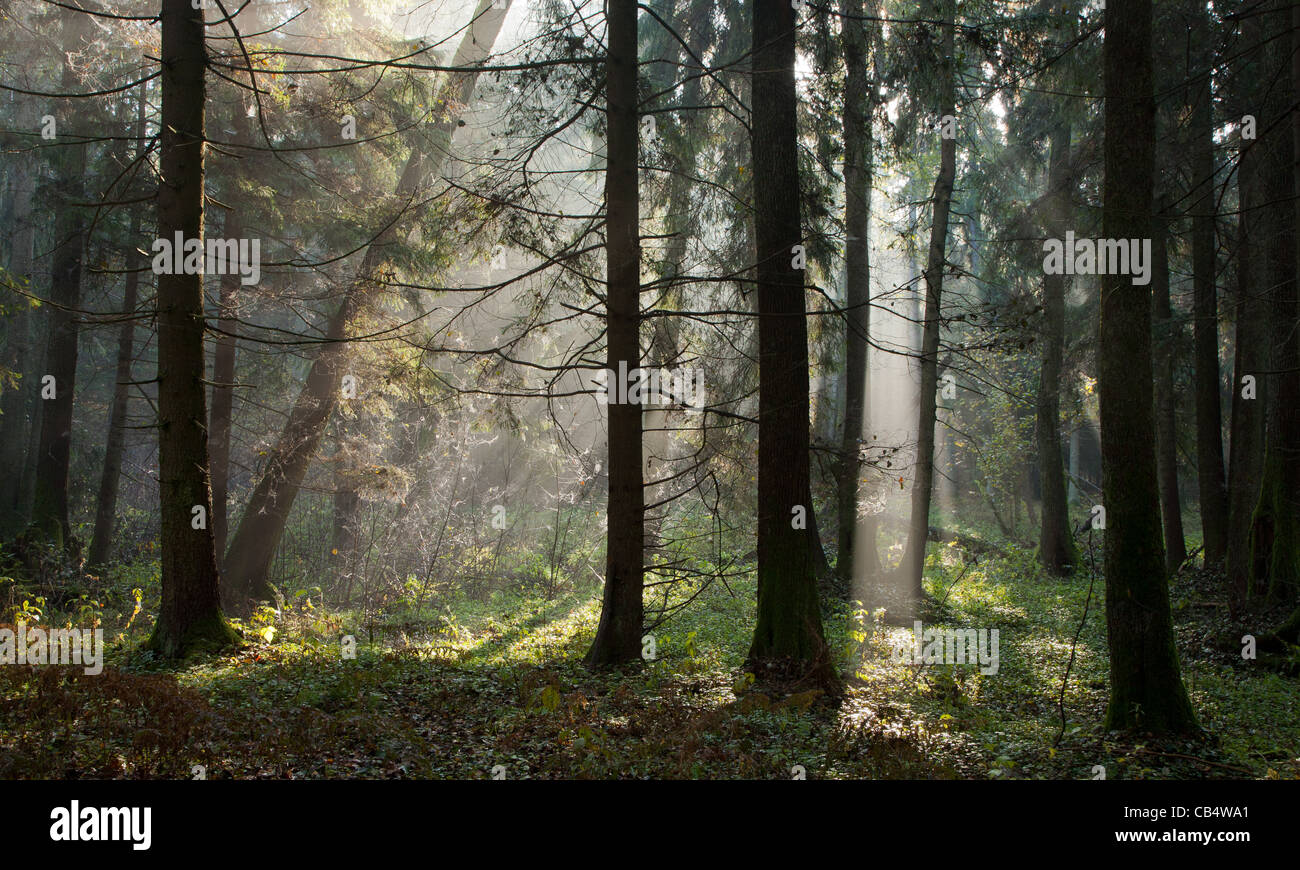 Fog entering the trees hi-res stock photography and images - Alamy