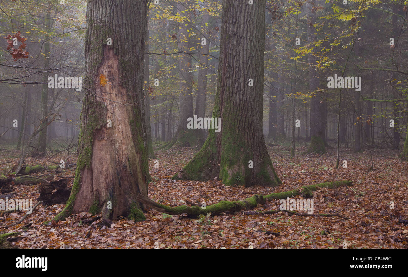 Oaks and ash hi-res stock photography and images - Alamy