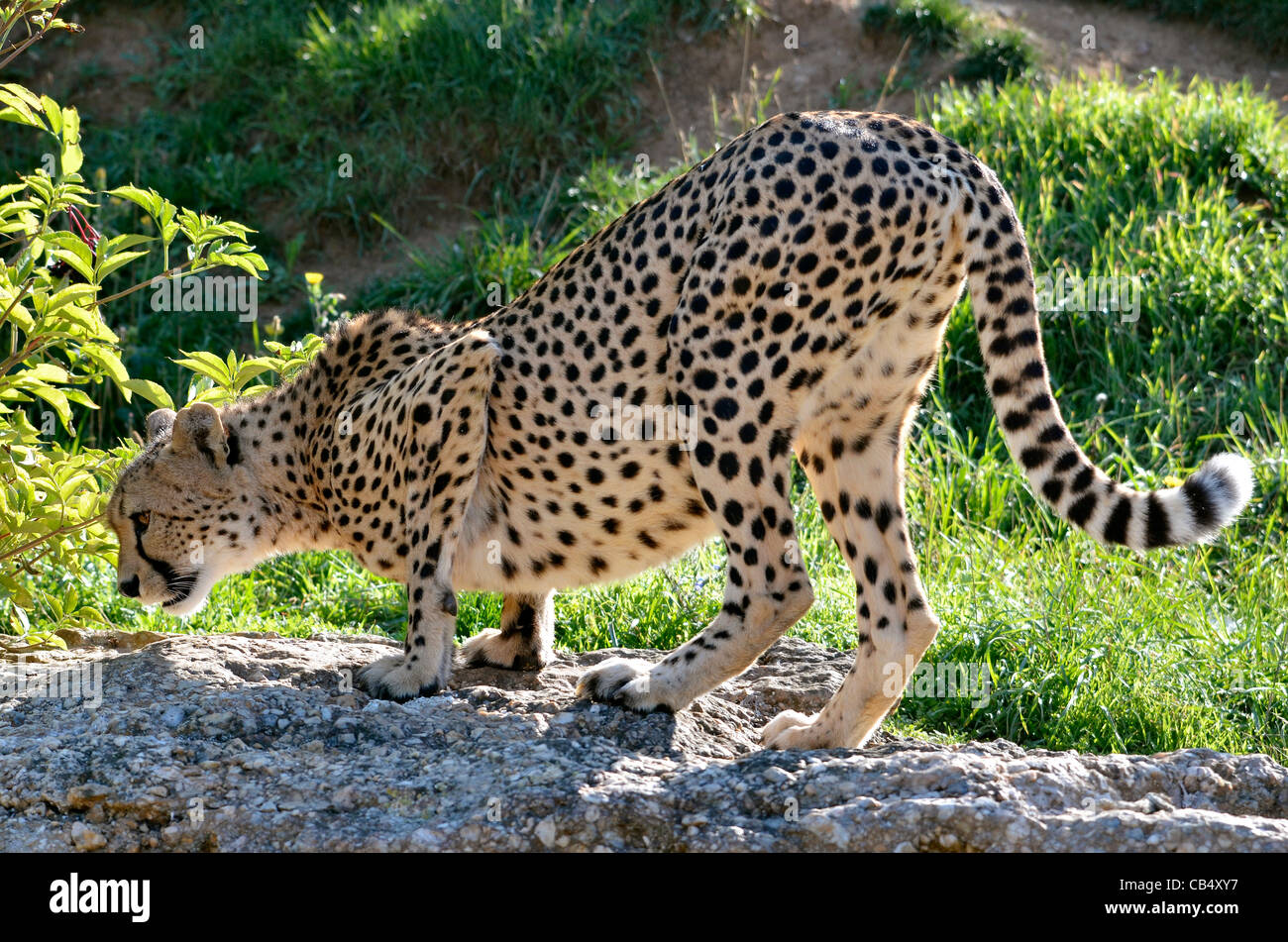 Cheetah Tail Hi Res Stock Photography And Images Alamy
