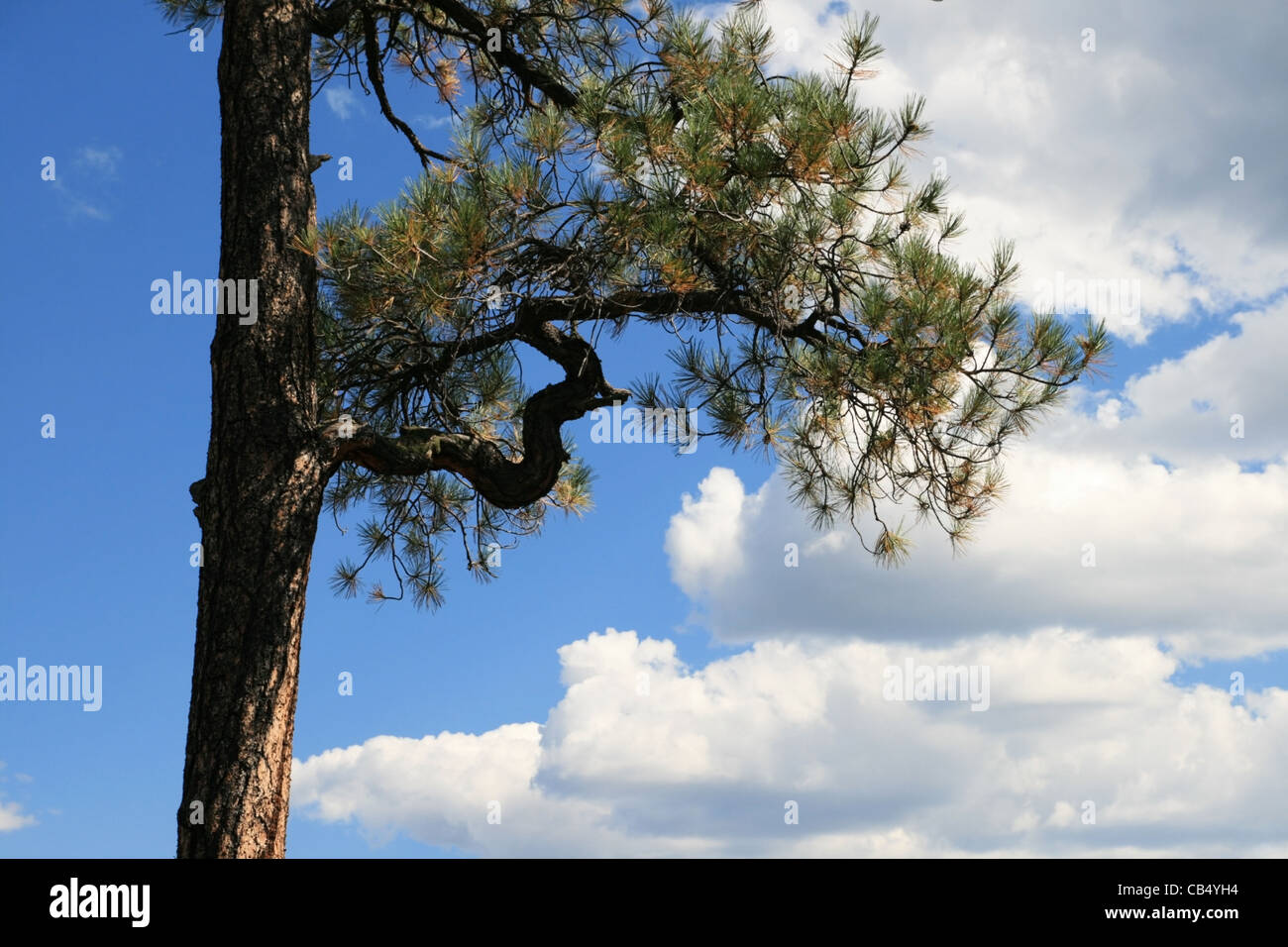 curved ponderosa pine branch against a partly cloudy blue sky Stock Photo