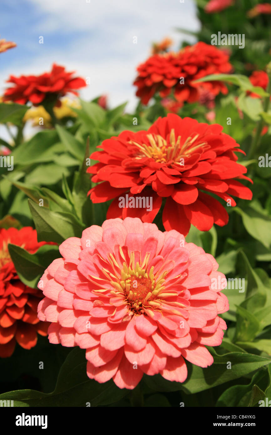 red and pink zinnia flowers Stock Photo