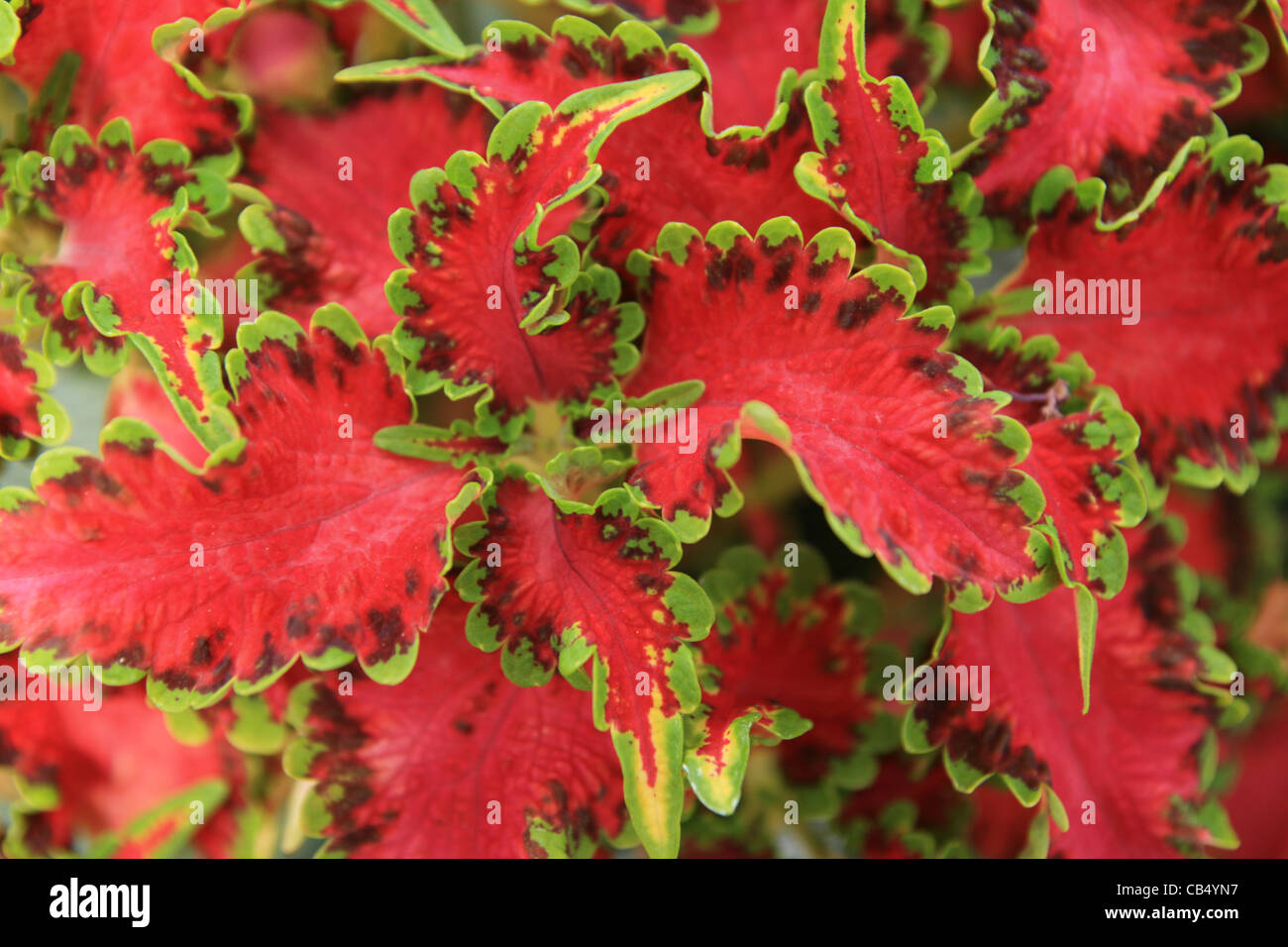 red and green coleus houseplant leaves Stock Photo