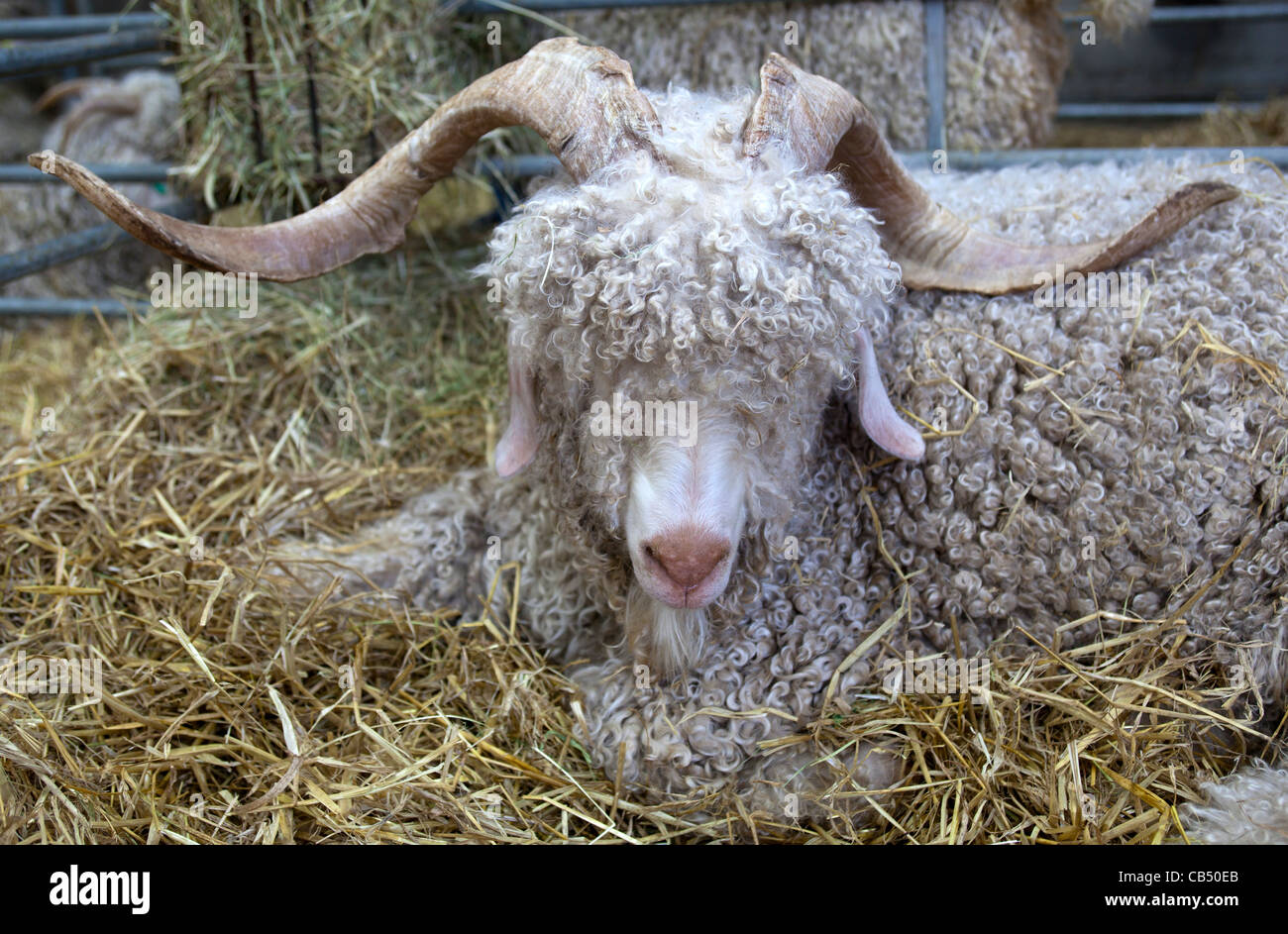 Blueberry Angora Goat Stock Photo