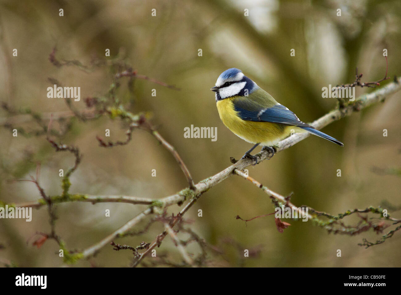 Bluetit on a branch Stock Photo - Alamy