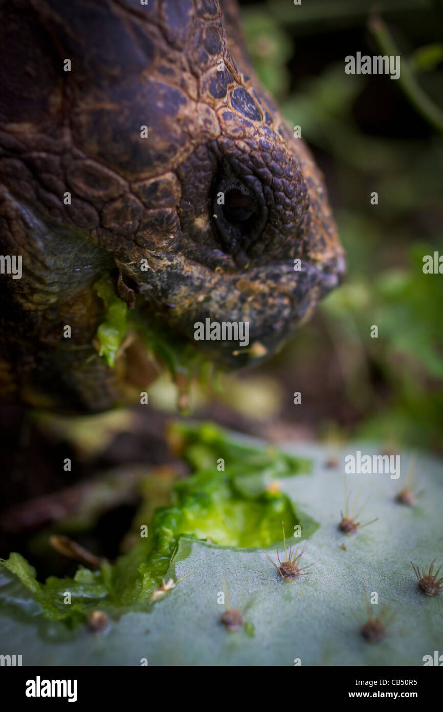 Galapagos tortoise eating cactus hires stock photography and images