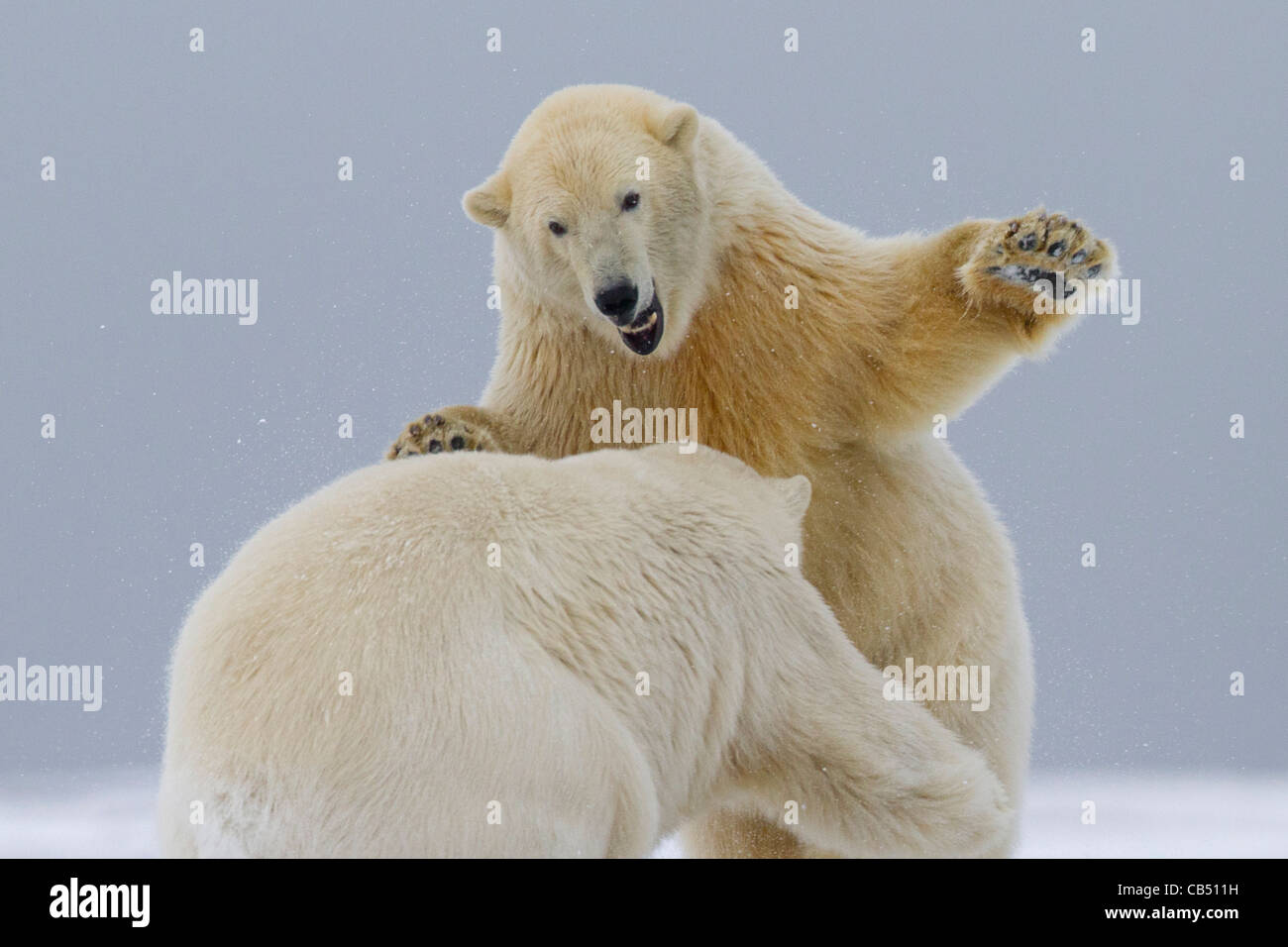 Two Polar Bears (Ursus maritimus) playfully fighting in arctic snow on a beach at Kaktovik, Barter Island, Alaska in October Stock Photo