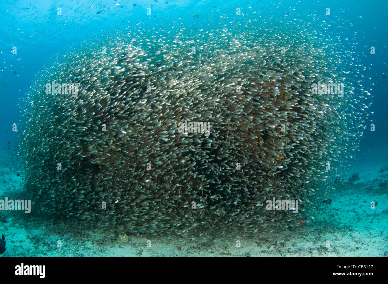 Baitfish surrounding a rock, Raja Ampat, West Papua, Indonesia, Pacific Ocean Stock Photo