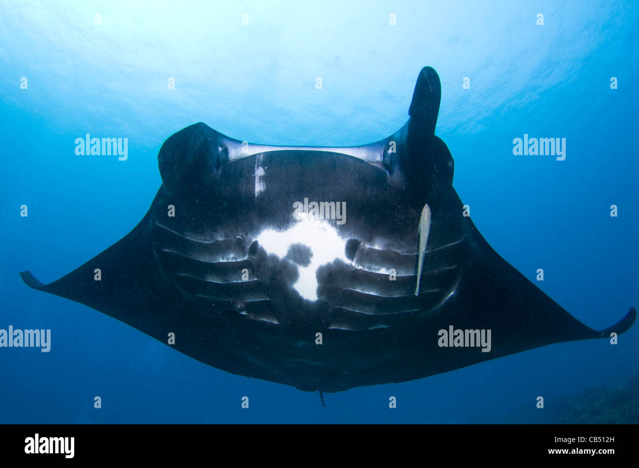 Manta ray missing a cephalic fin, Manta birostris, Raja Ampat, West Papua, Indonesia, Pacific Ocean Stock Photo