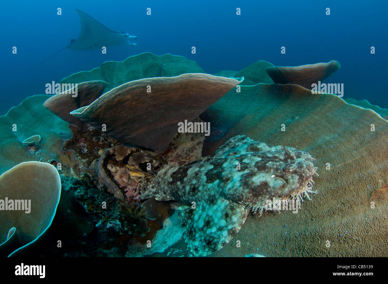 A tassled wobbegong shark, Eucrossorhinus dasypogon, sits on the coral as a manta ray, Manta birostris, passes by, Raja Ampat, W Stock Photo