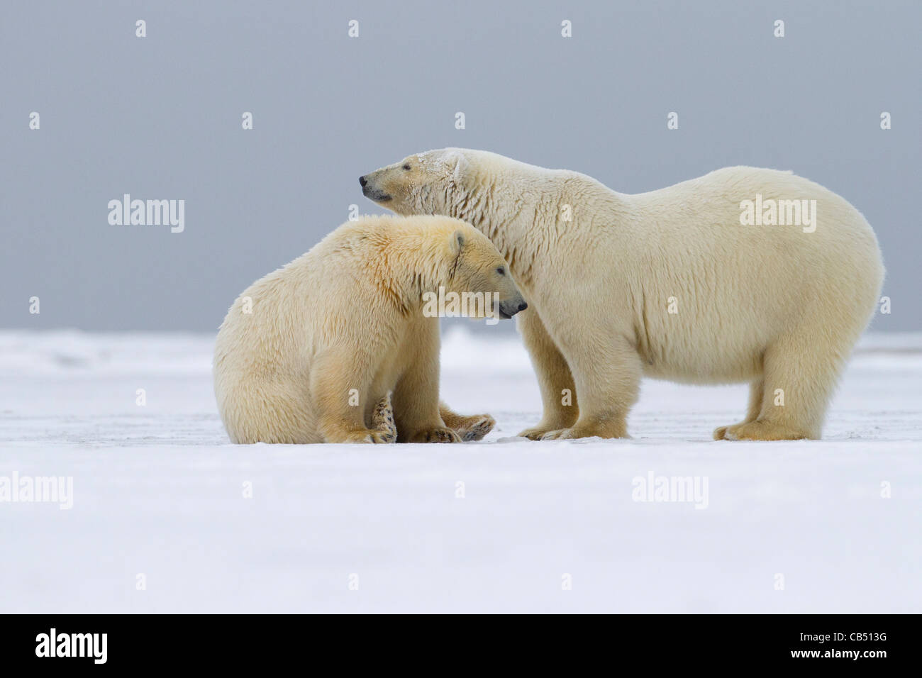 Two Polar Bears (Ursus maritimus) mother standing & cub sitting  in arctic snow at Kaktovik, Barter Island, Alaska in October Stock Photo