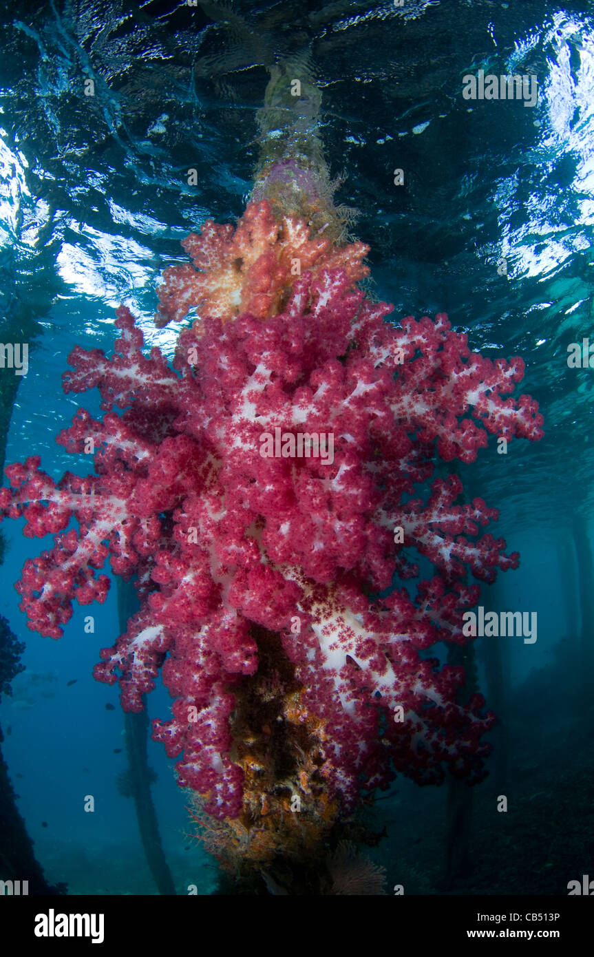 Soft coral, Dendronephthya sp., growing on the pilings of a pier, Arborek Island, Dendronephthya sp., Raja Ampat, West Papua, In Stock Photo