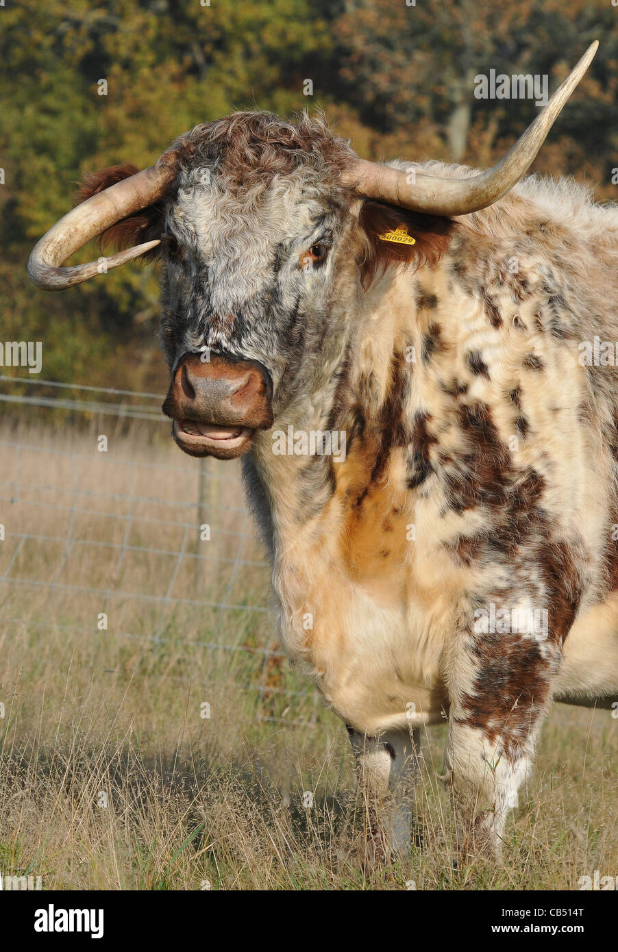 ONE HORN UP AND ONE HORN DOWN GABRIELA THE LONGHORN COW WHOS HORNS AR