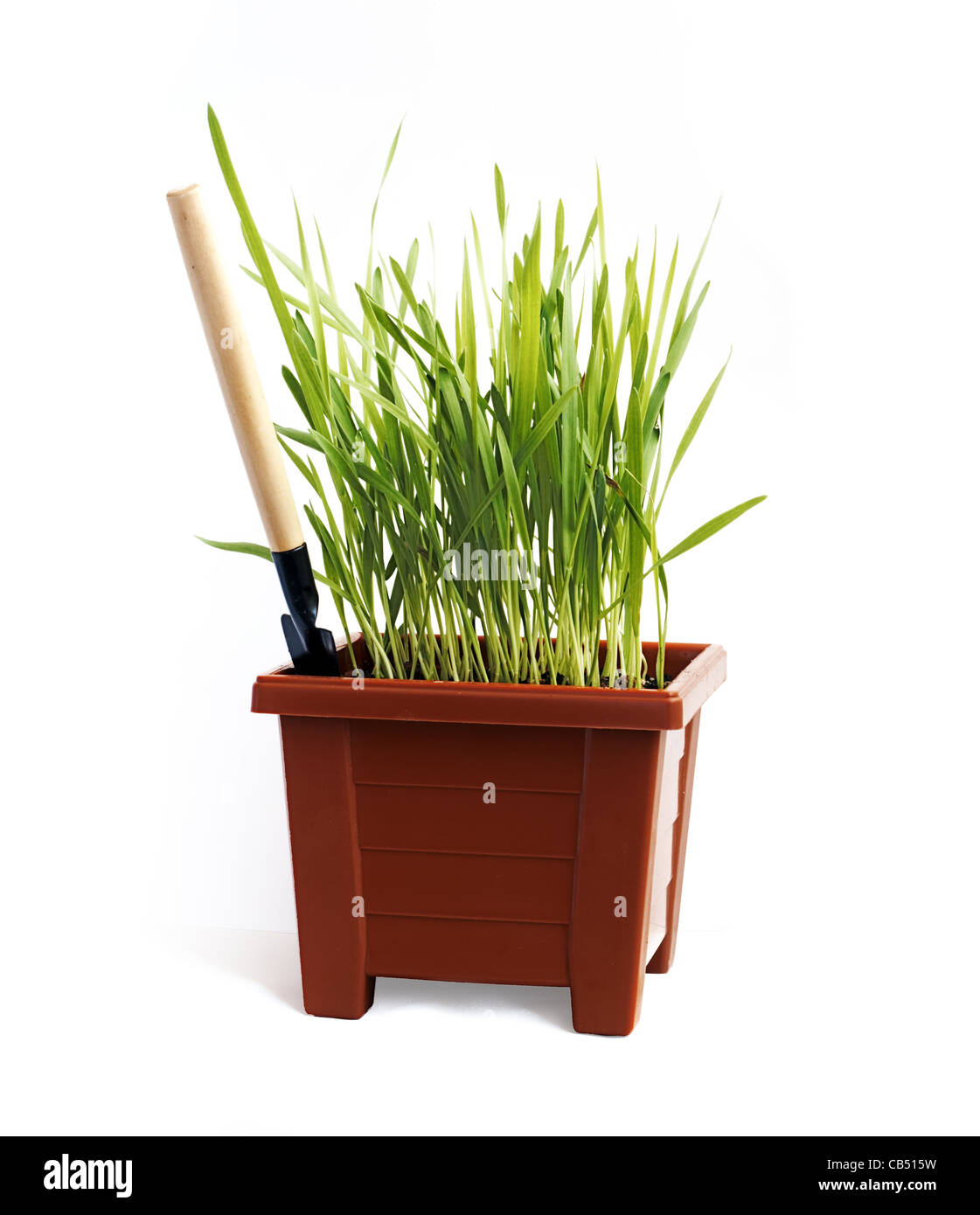 Green Grass In The Pot Stock Photo Alamy