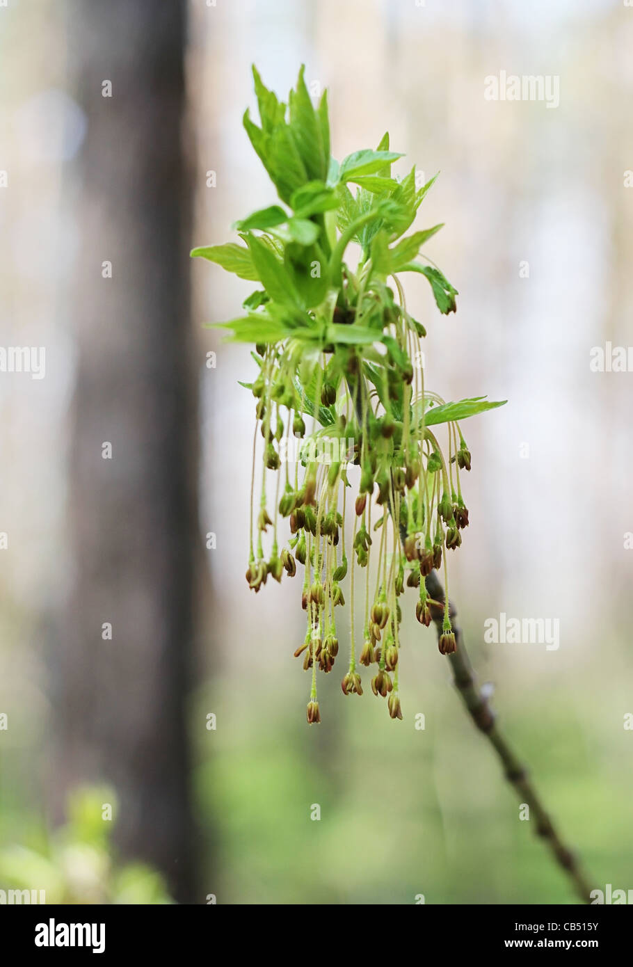 ash tree bud with leaves and flowers Stock Photo