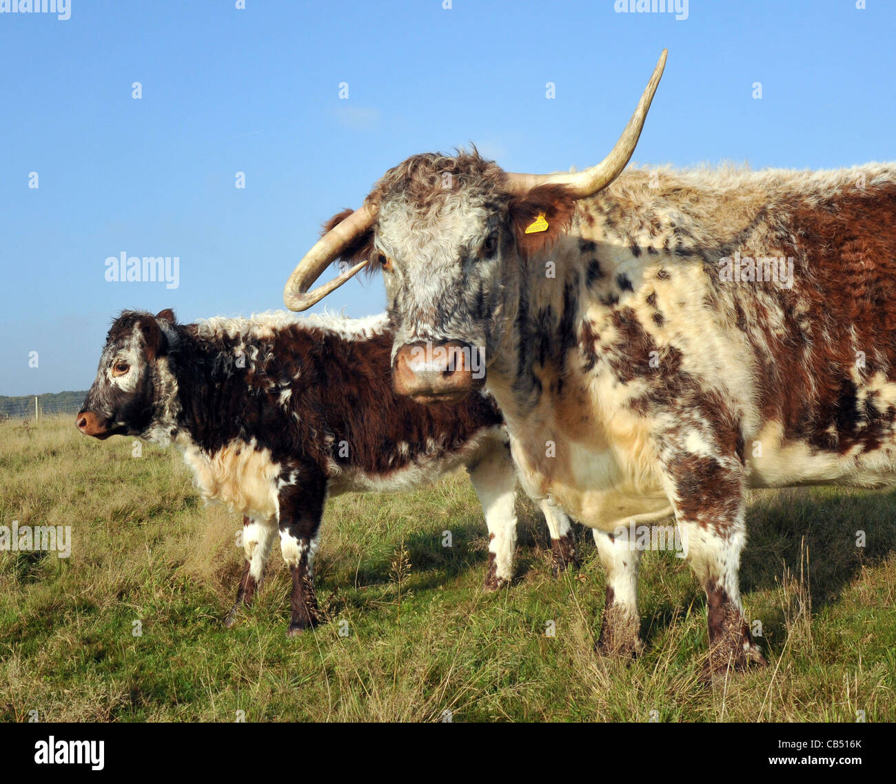 ONE HORN UP AND ONE HORN DOWN GABRIELA THE LONGHORN COW WHOS HORNS AR