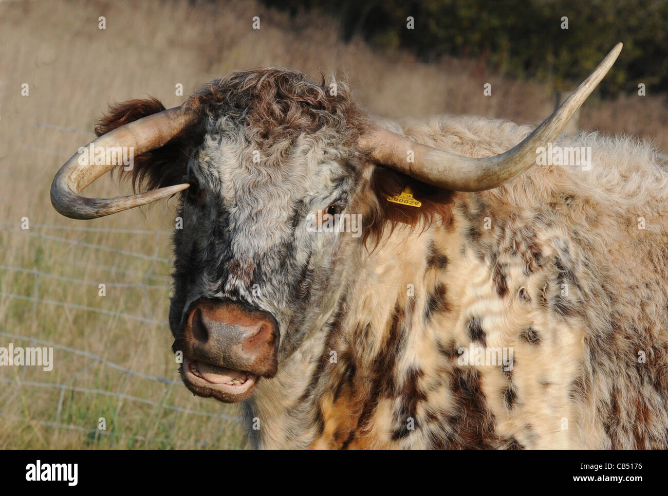 ONE HORN UP AND ONE HORN DOWN GABRIELA THE LONGHORN COW WHOS HORNS AR