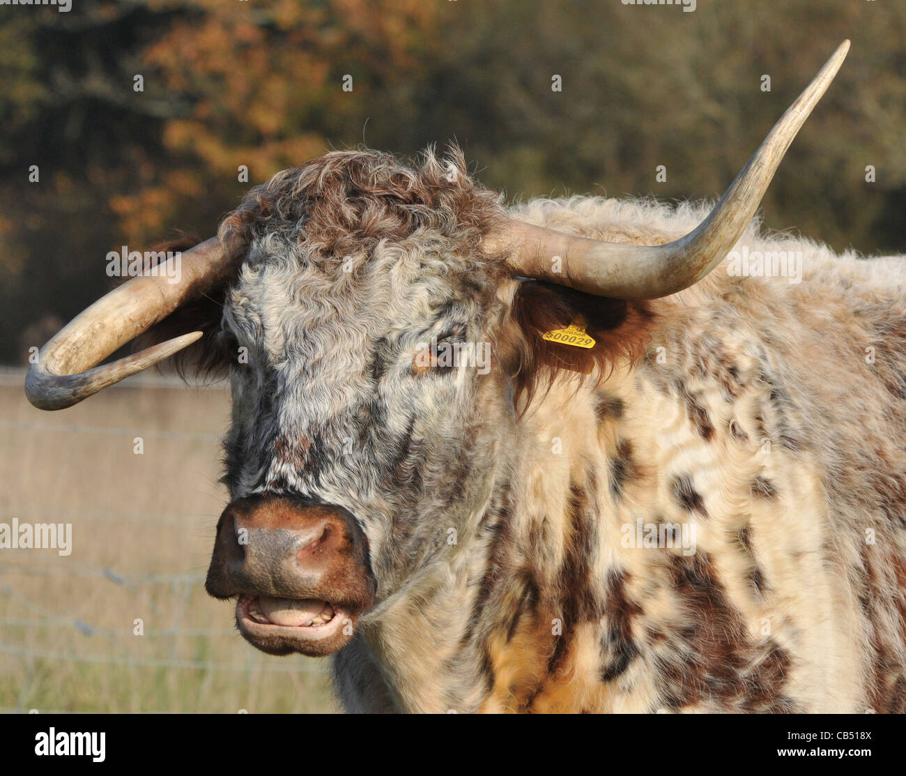 ONE HORN UP AND ONE HORN DOWN GABRIELA THE LONGHORN COW WHOS HORNS AR