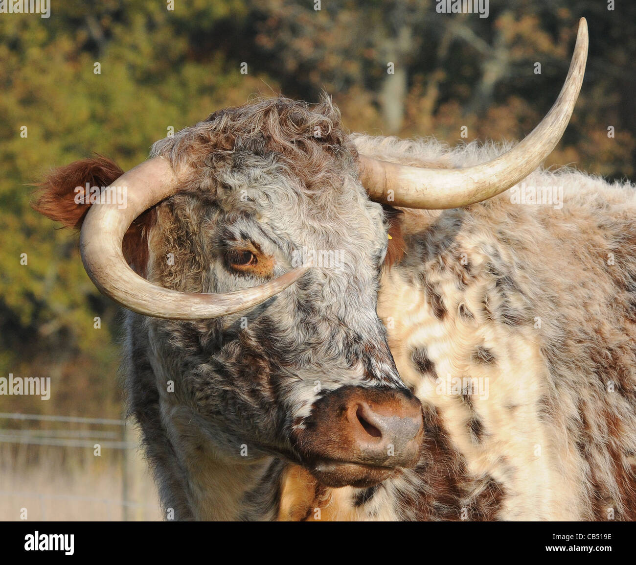 ONE HORN UP AND ONE HORN DOWN GABRIELA THE LONGHORN COW WHOS HORNS AR