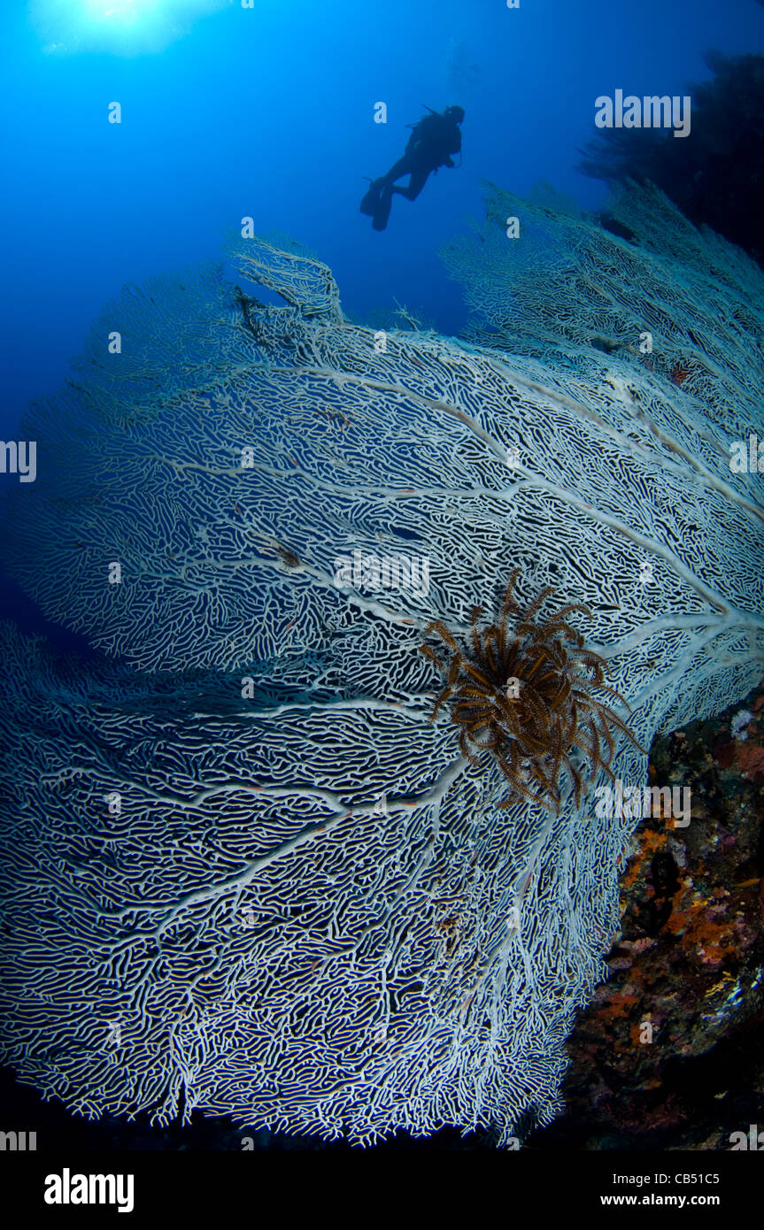 Seafan, Gorgonia sp., and diver silhouette, Boo Island, Raja Ampat, West Papua, Indonesia, Pacific Ocean Stock Photo