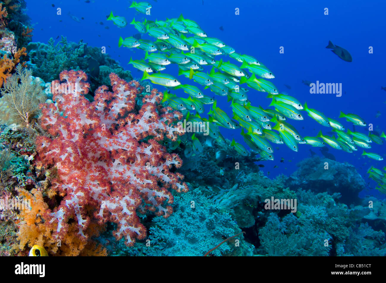 Soft coral, Dendronephthya sp., and schooling bigeye snappers, Lutjanus lutjanus, Raja Ampat, West Papua, Indonesia, Pacific Stock Photo