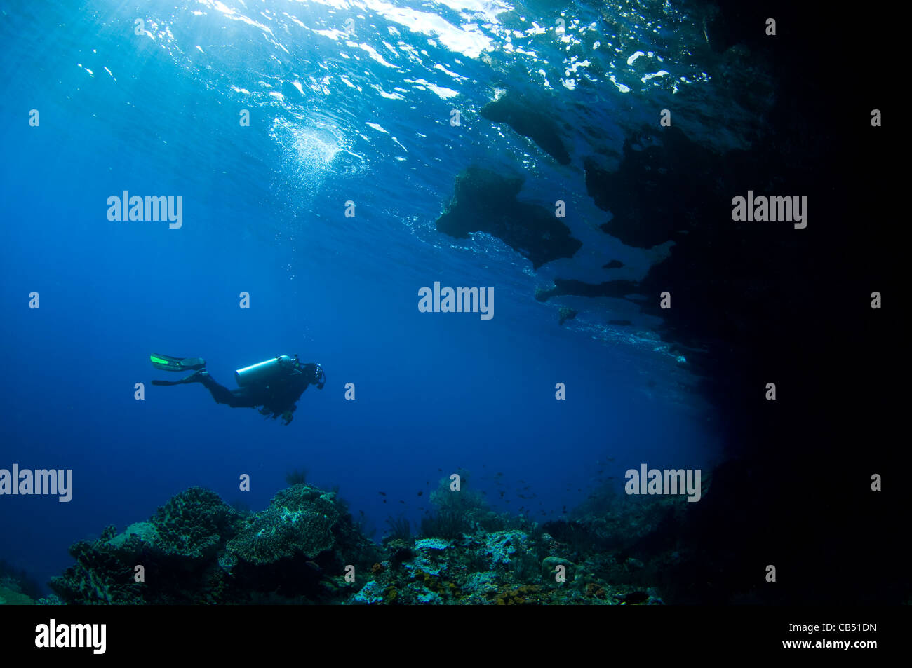 A diver explores underhang of a mushroom shaped island, Raja Ampat ...