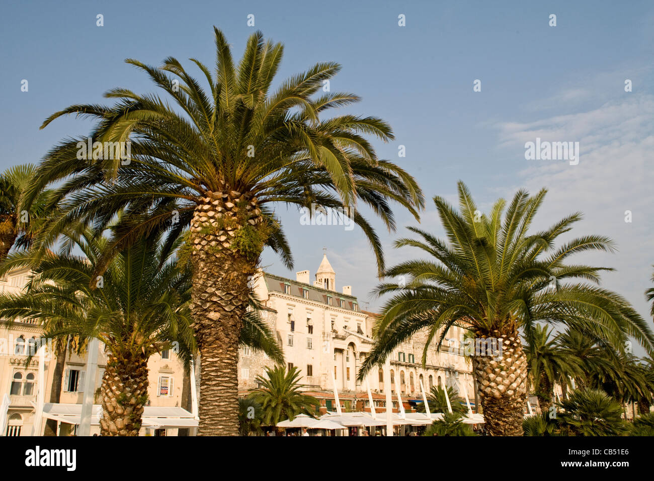 Palm trees and buildings at the harbourside in Split, Croatia Stock Photo Alamy