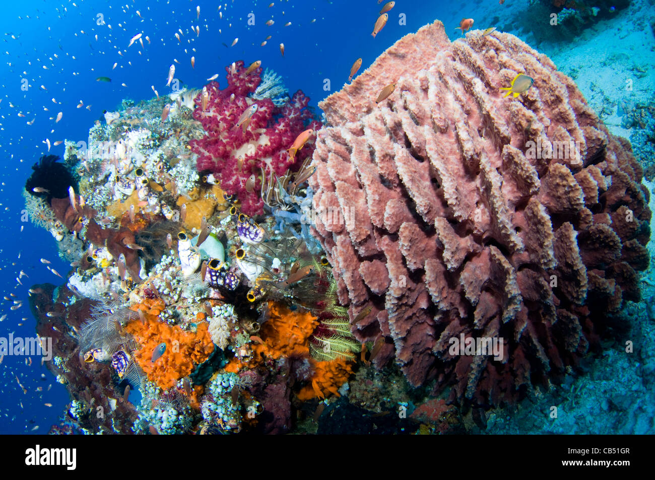 Soft corals, Dendronephthya sp., and a barrel sponge, Xestospongia sp., Raja Ampat, West Papua, Indonesia, Pacific Ocean Stock Photo