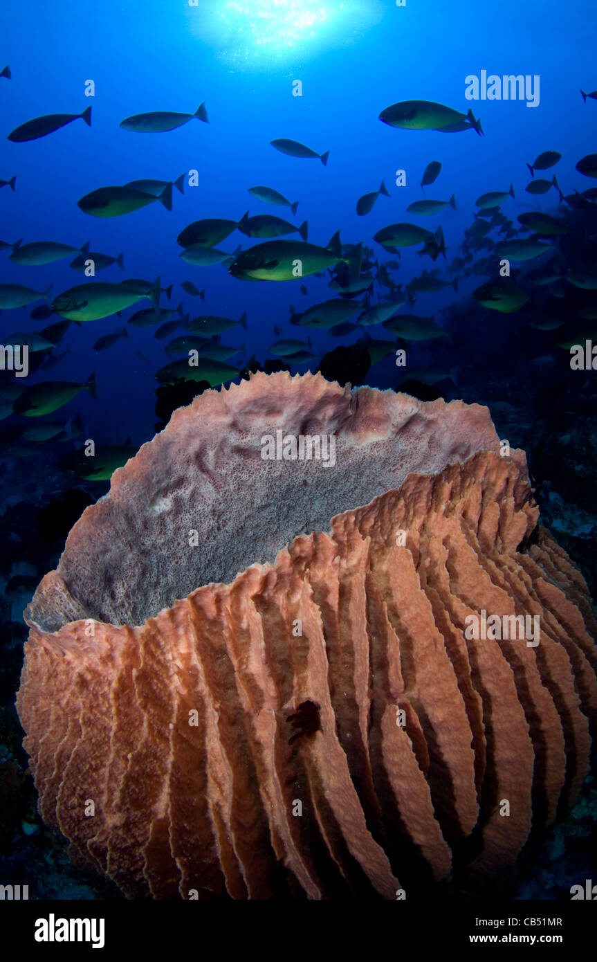 Giant barrel sponge, Xestospongia sp., and schooling sleek surgeonfish or unicornfish, Naso hexacanthus, Raja Ampat, West Papua, Stock Photo