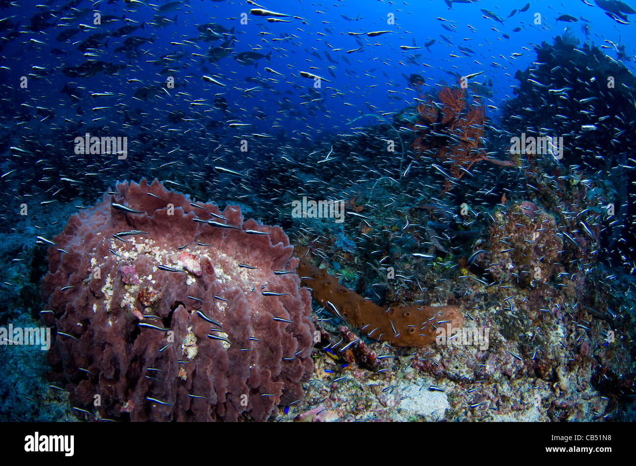 Schooling convict blennies, pholidichthys leucotaenia, and a giant barrel sponge, Xestospongia sp., Raja Ampat, West Papua Stock Photo