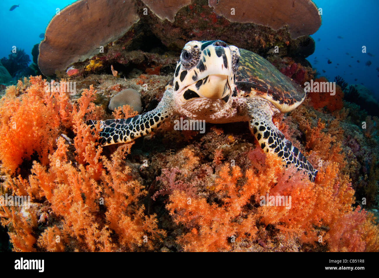 Hawksbill turtle, Eretmochelys imbricata, and soft coral, Raja Ampat, West Papua, Indonesia, Pacific Ocean Stock Photo