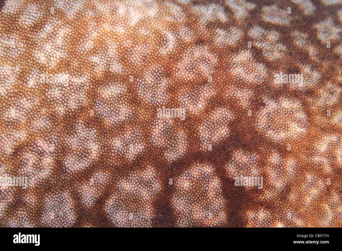Tassled wobbegong skin detail, Eucrossorhinus dasypogon, Raja Ampat, West Papua, Indonesia, Pacific Ocean Stock Photo