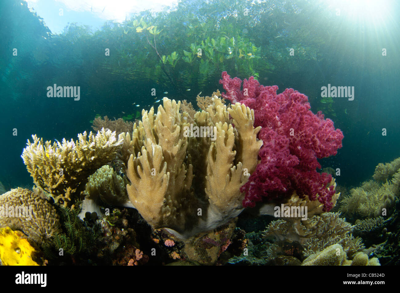 A variety of corals under the mangroves, Dendronephthya sp., Acropora ...