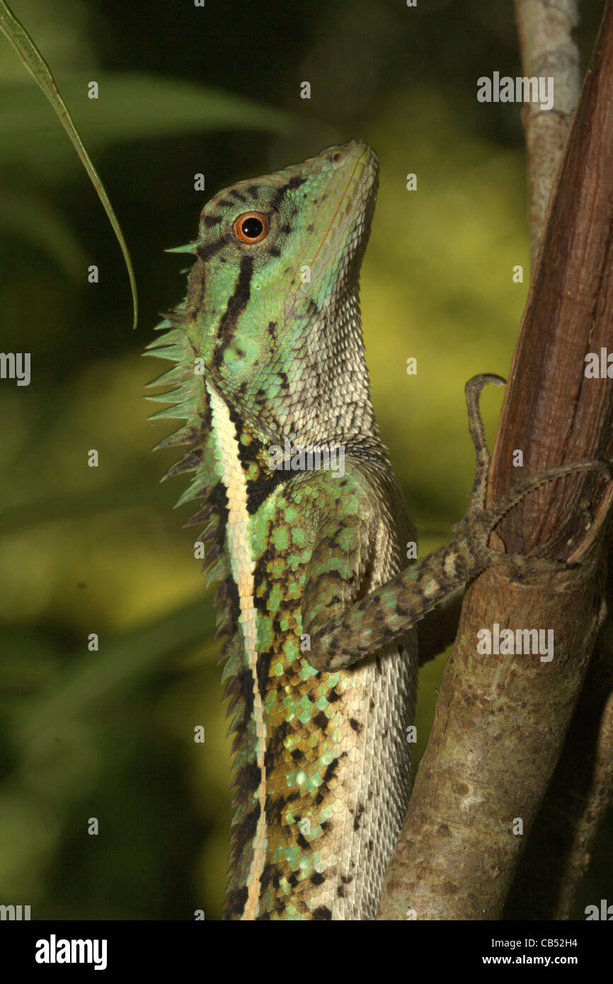 Forest Crested Lizard, Calotes emma alticristatus, Thailand, Khao Sok National Park Stock Photo