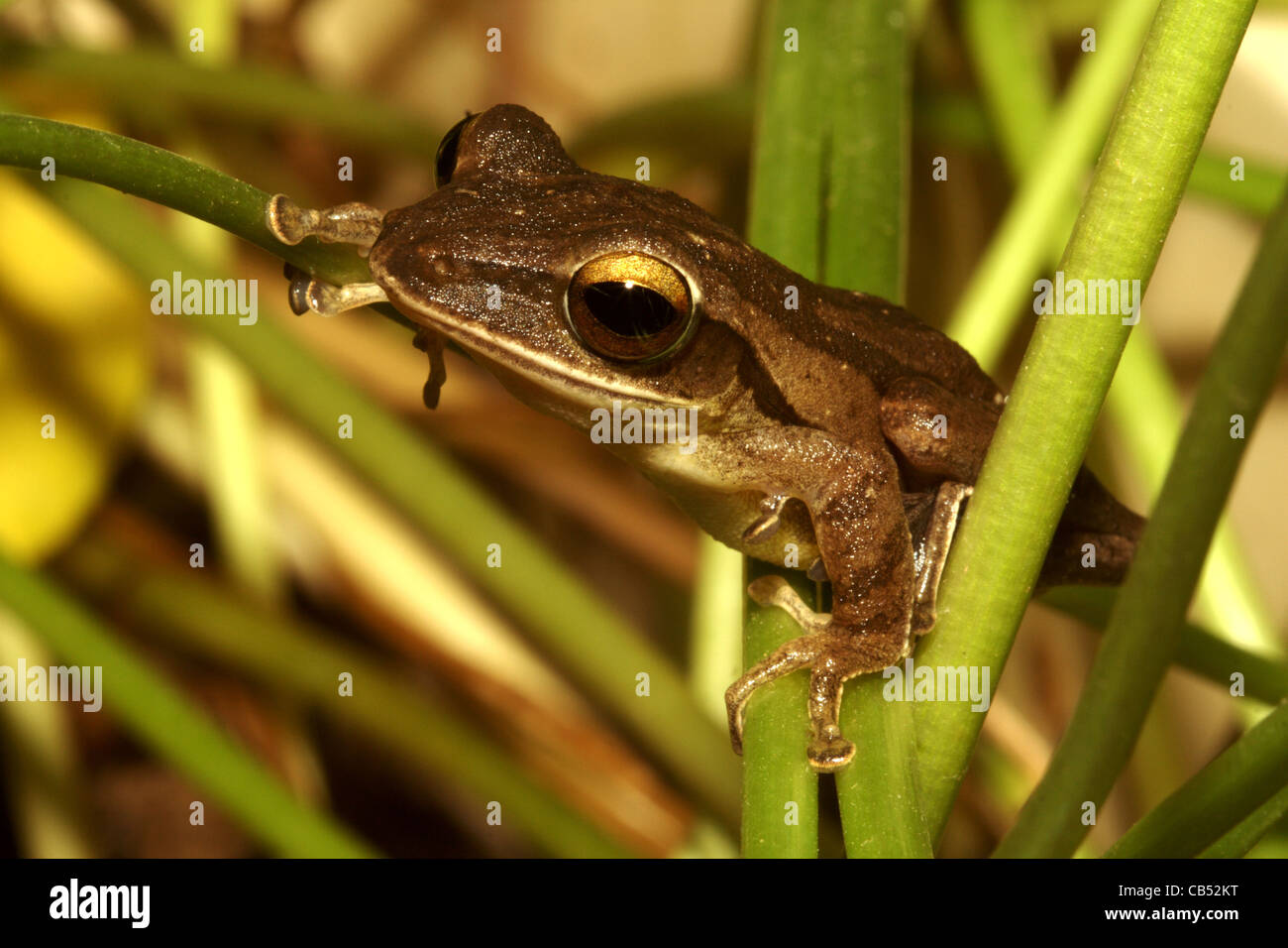 Polypedates leucomystax, Four-lined Tree Frog, Thailand, Khao Sok Stock Photo