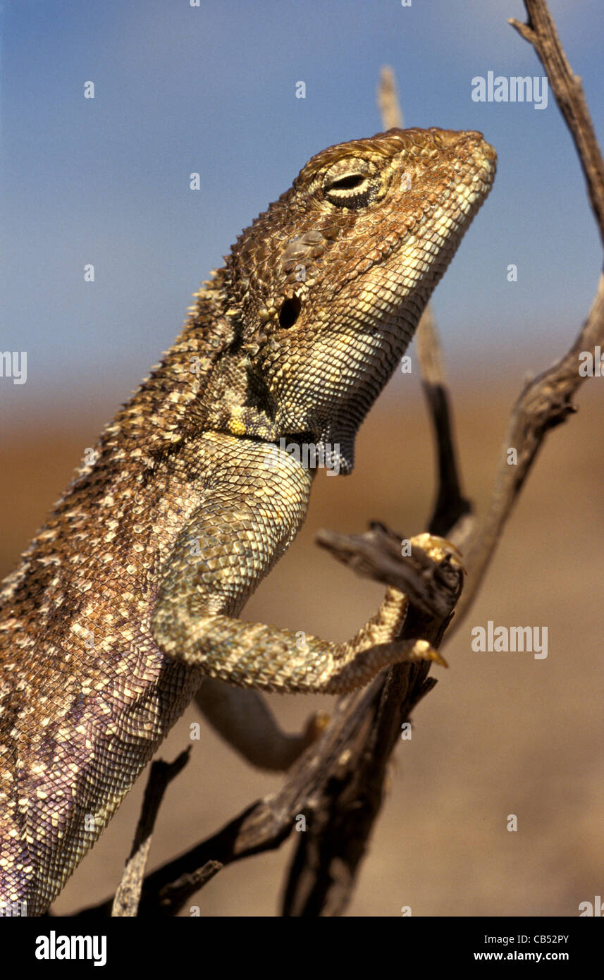Trapelus agilis, Slender Agama, Iran Stock Photo