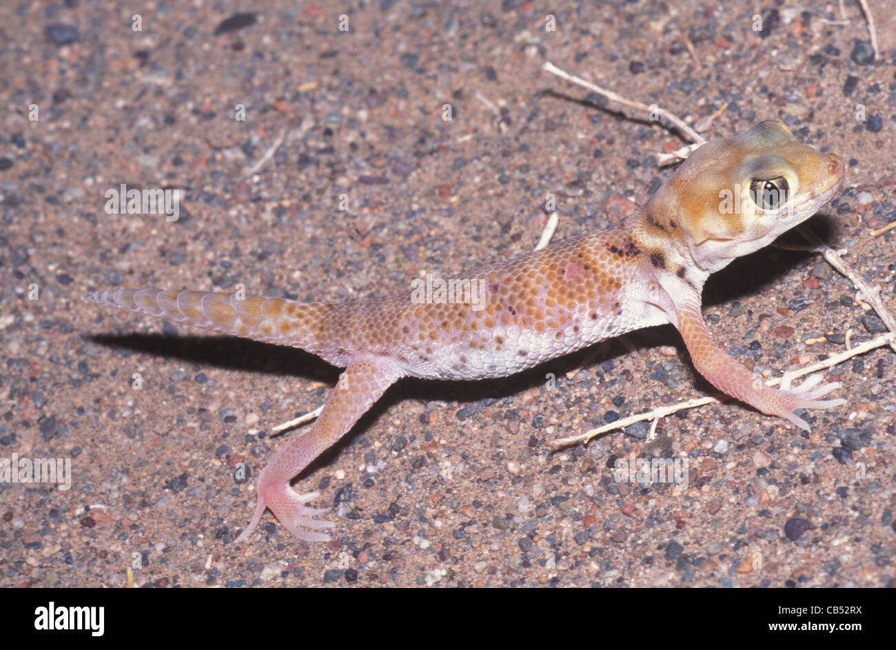 Teratoscincus przewalski, Przewalski´s Sand Gecko, Mongolia, Gobi desert Stock Photo