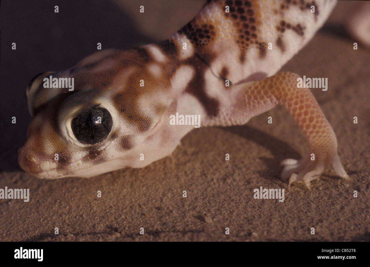 Teratoscincus bedriagai, Badriaga´s Sand Gecko, central Iran Stock Photo