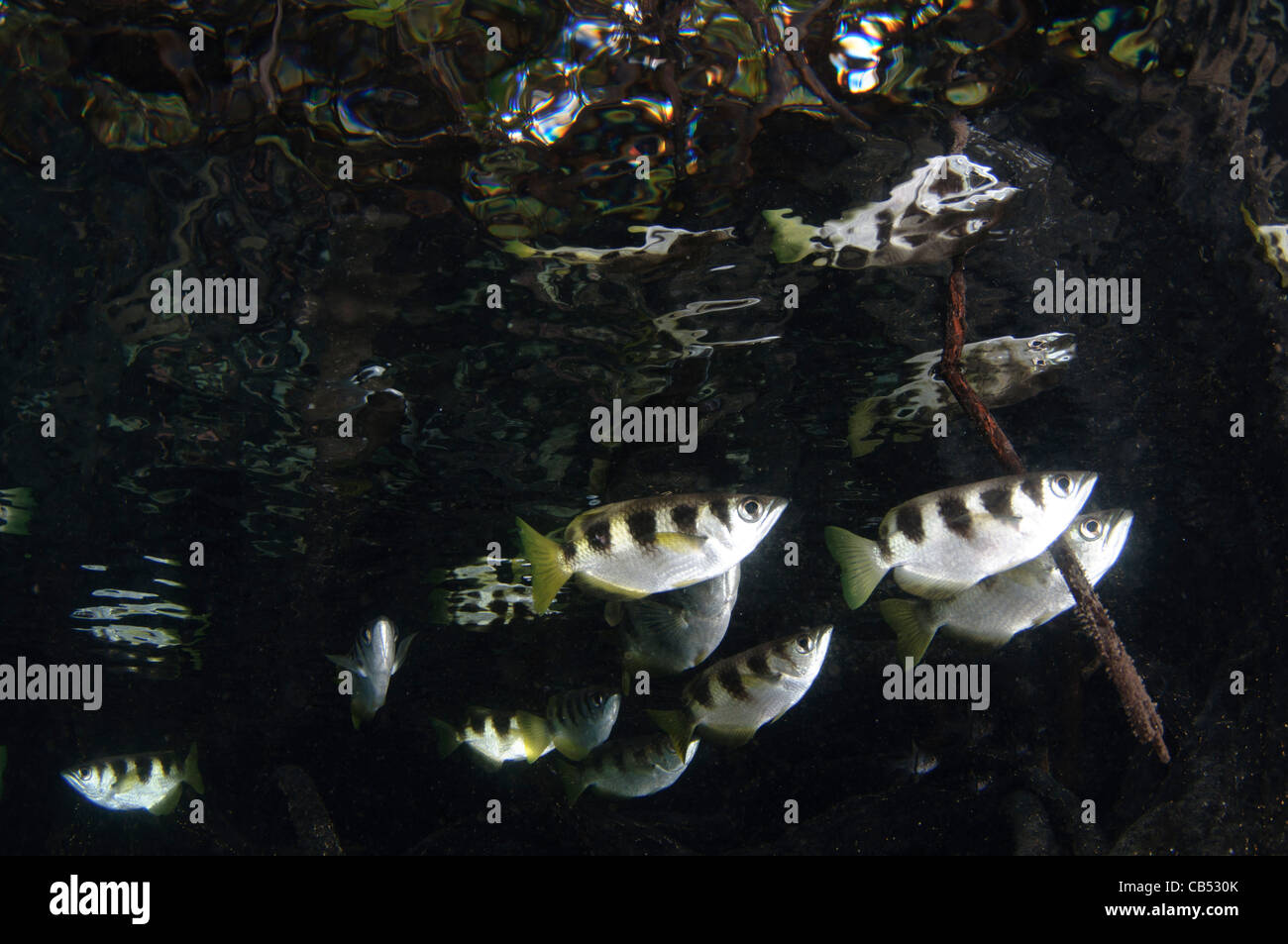 A school of archerfish, Toxotes jaculatrix, Raja Ampat, West Papua, Indonesia, Pacific Ocean Stock Photo