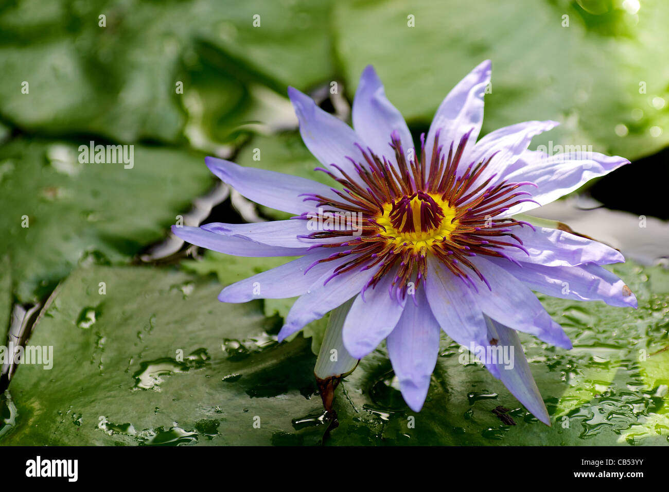 Aquatic nymphaeaceae hi-res stock photography and images - Alamy