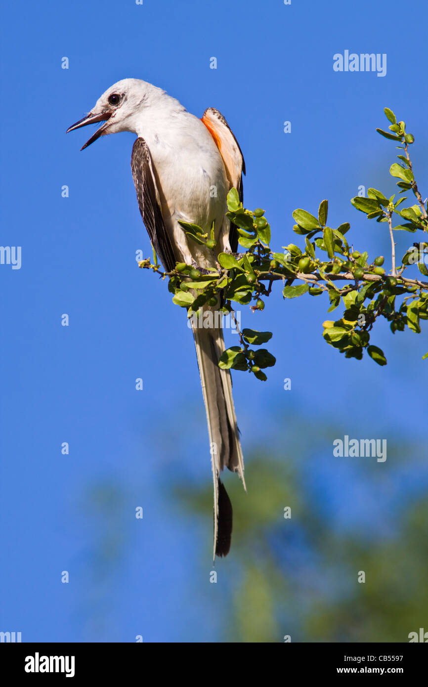 Scissor-tailed Flycatcher, Tyrannus forficatus, at a ranch in South Texas. This bird is the state bird of Oklahoma. Stock Photo